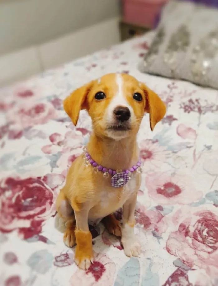 Cachorro ra a SRD-ViraLata idade 2 a 6 meses nome Gael e Gaya