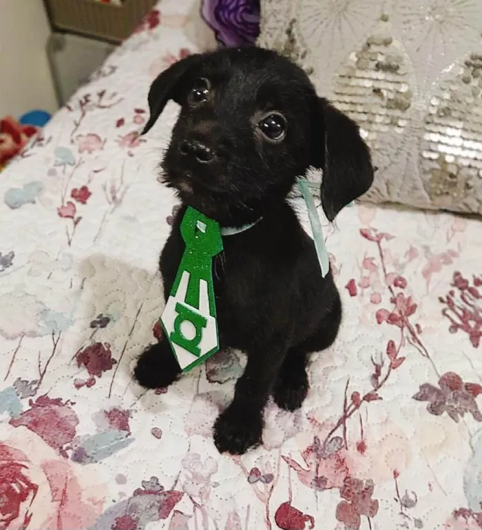 Cachorro ra a SRD-ViraLata idade 2 a 6 meses nome Gael e Gaya