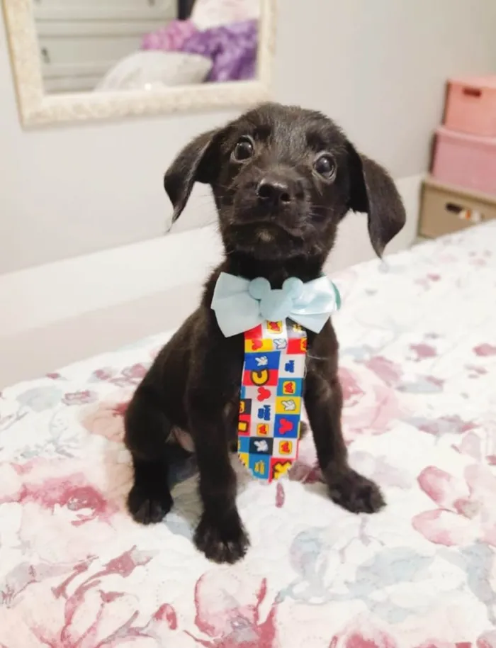 Cachorro ra a SRD-ViraLata idade 2 a 6 meses nome Gael e Gaya