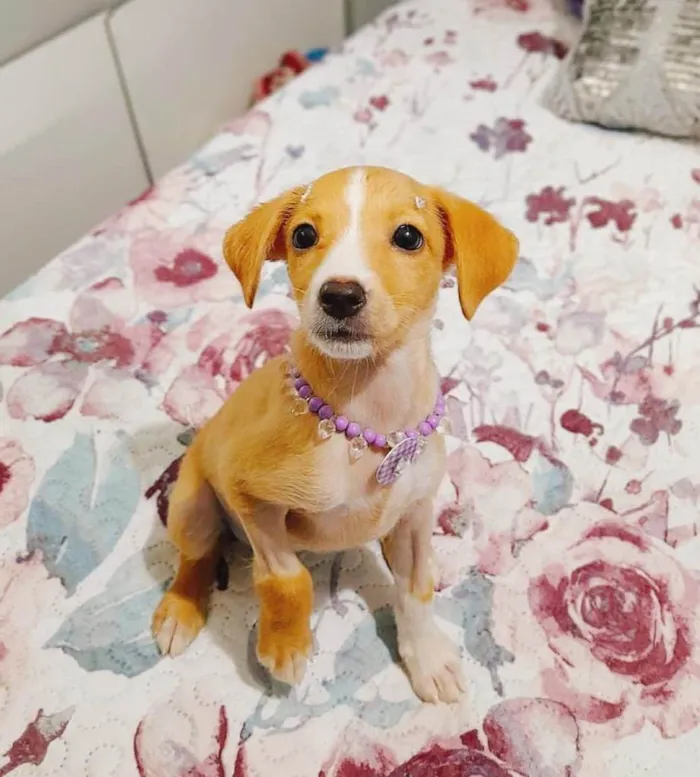 Cachorro ra a SRD-ViraLata idade 2 a 6 meses nome Gael e Gaya