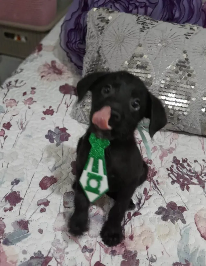 Cachorro ra a SRD-ViraLata idade 2 a 6 meses nome Gael e Gaya