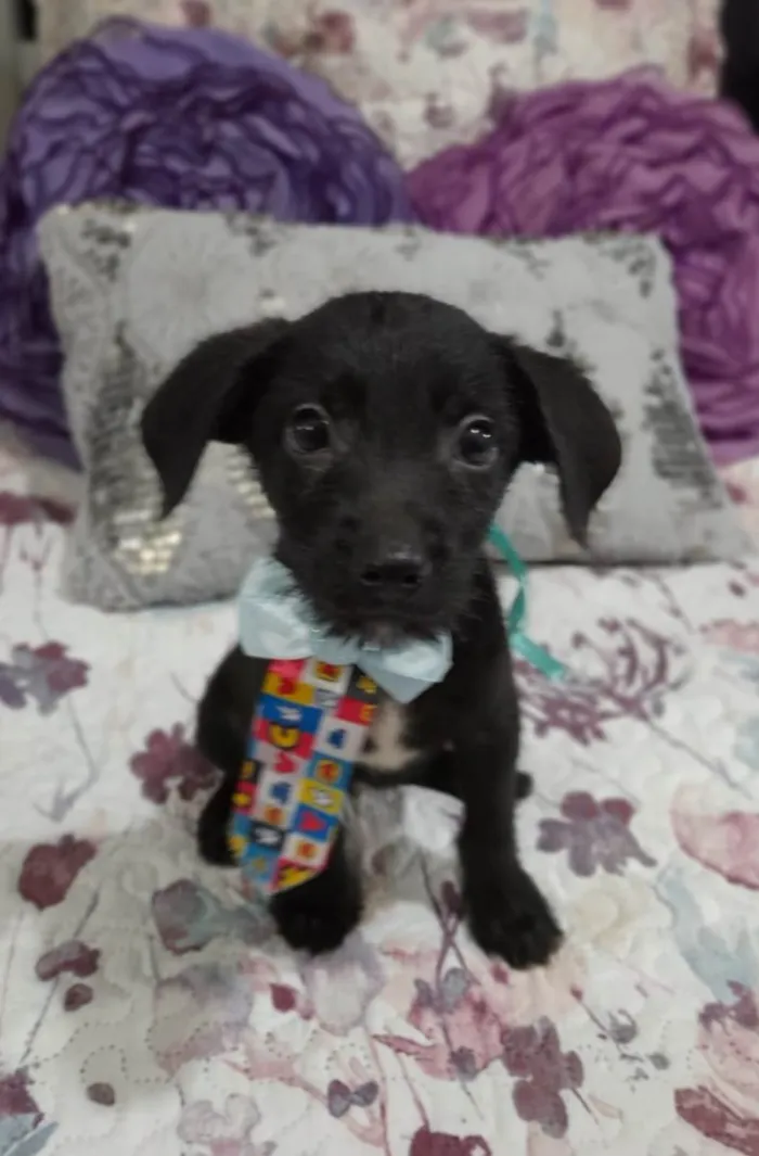 Cachorro ra a SRD-ViraLata idade 2 a 6 meses nome Gael e Gaya