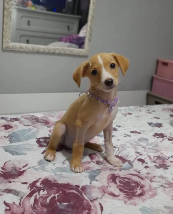 Cachorro ra a SRD-ViraLata idade 2 a 6 meses nome Gael e Gaya
