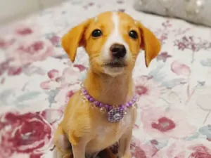 Cachorro raça SRD-ViraLata idade 2 a 6 meses nome Gael e Gaya