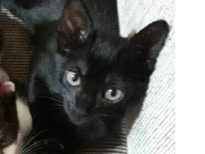 Gato raça SRD-ViraLata idade 2 a 6 meses nome anubis, osiris e isis