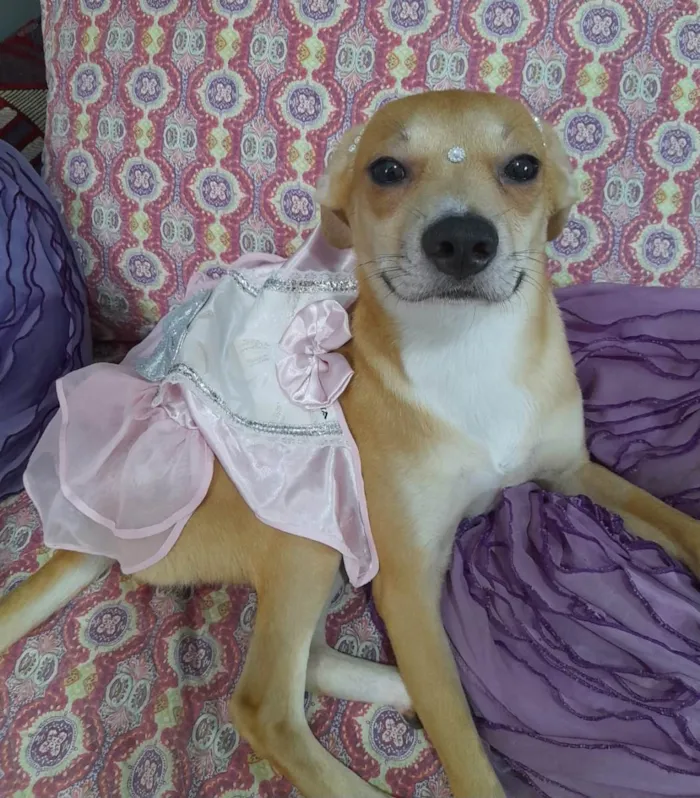 Cachorro ra a SRD-ViraLata idade 7 a 11 meses nome Juliette