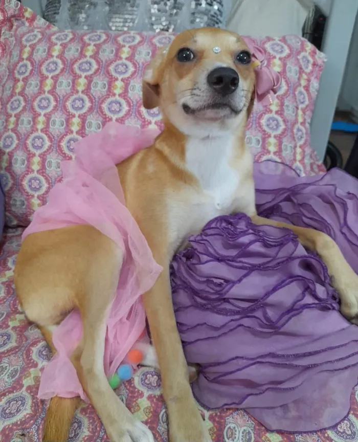 Cachorro ra a SRD-ViraLata idade 7 a 11 meses nome Juliette
