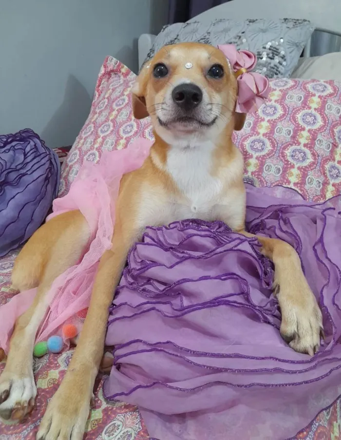 Cachorro ra a SRD-ViraLata idade 7 a 11 meses nome Juliette
