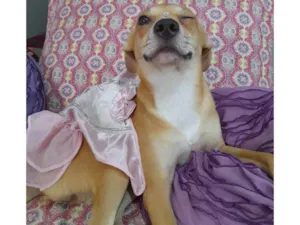 Cachorro raça SRD-ViraLata idade 7 a 11 meses nome Juliette