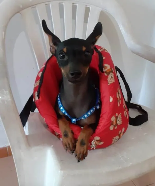 Cachorro ra a Srd idade 7 a 11 meses nome Betinho
