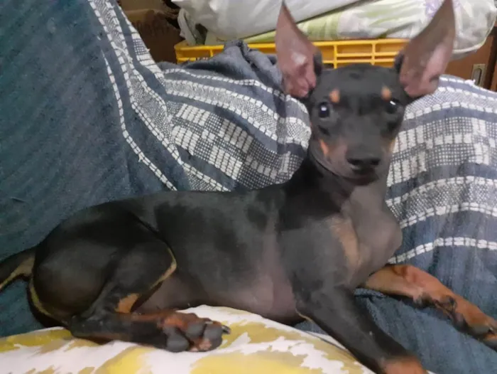 Cachorro ra a Srd idade 7 a 11 meses nome Betinho