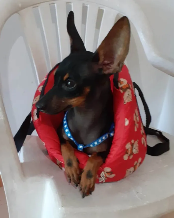 Cachorro ra a Srd idade 7 a 11 meses nome Betinho