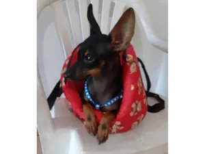 Cachorro raça Srd idade 7 a 11 meses nome Betinho