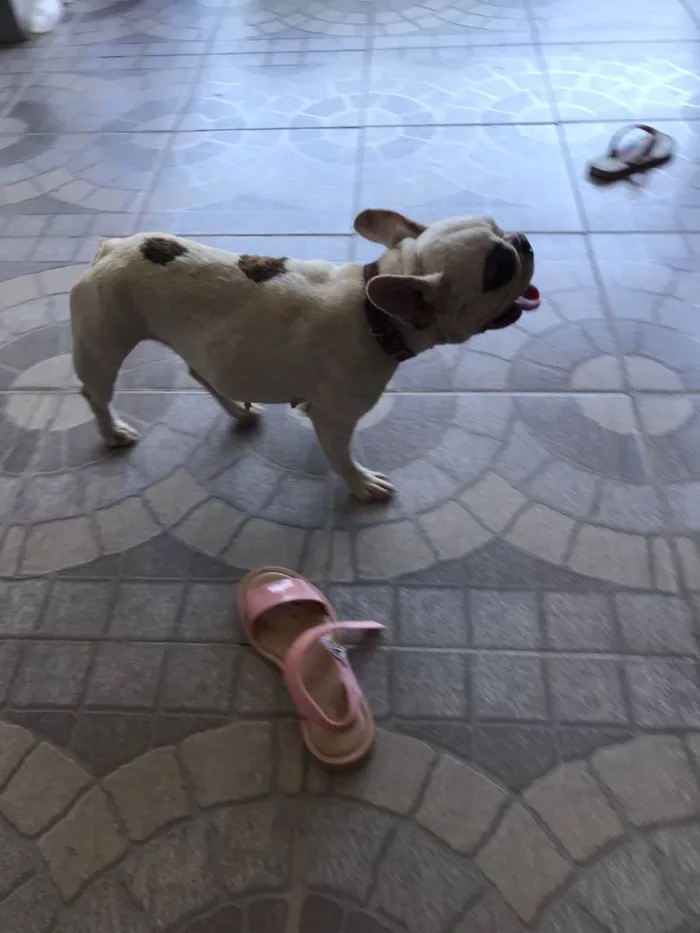 Cachorro ra a Bulldog francês  idade 3 anos nome Malu
