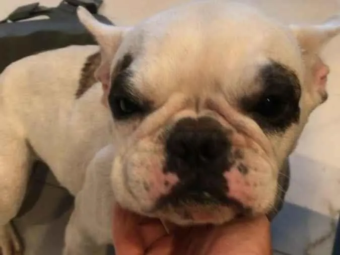 Cachorro ra a Bulldog francês  idade 3 anos nome Malu