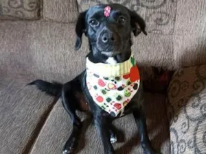 Cachorro raça SRD-ViraLata idade  nome Amora