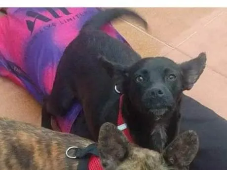 Cachorro ra a SRD idade 1 ano nome Laika