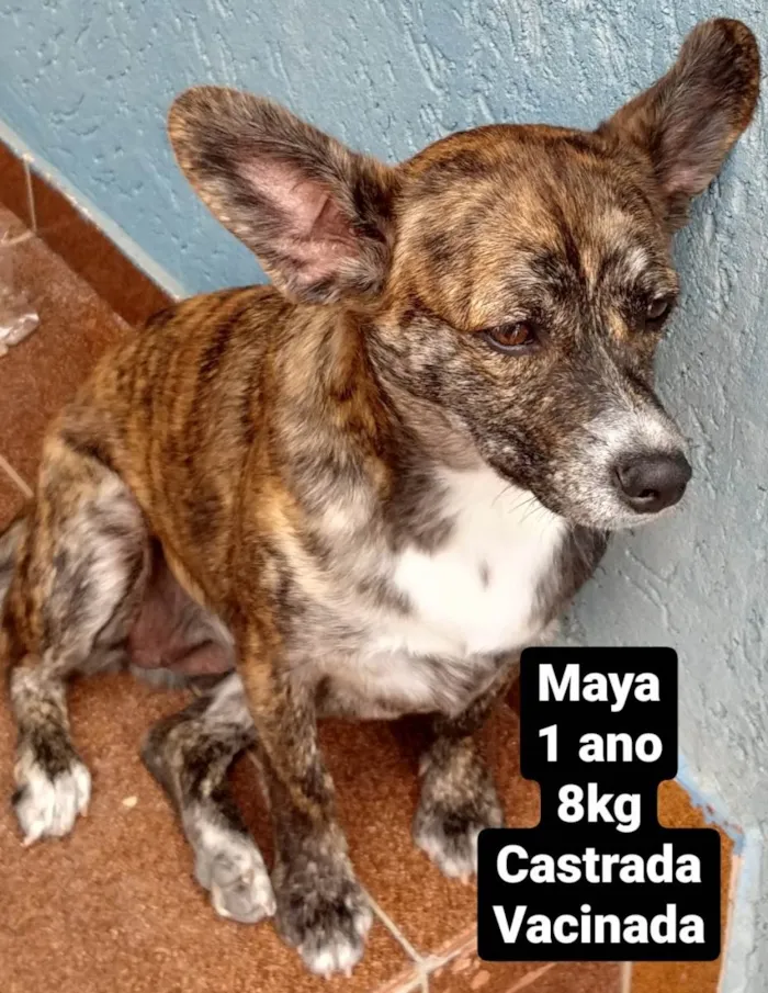 Cachorro ra a SRD idade 1 ano nome Maya