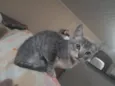 Gatinhos
