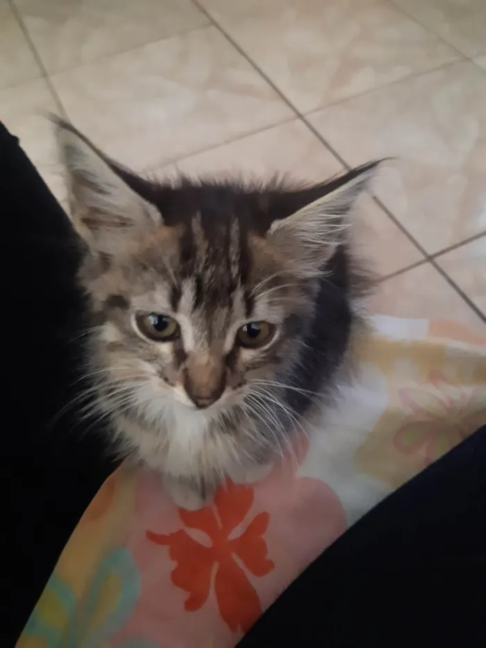 Gato raça Gatinho idade 2 a 6 meses nome Gatinhos