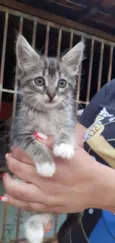 Gatinhos