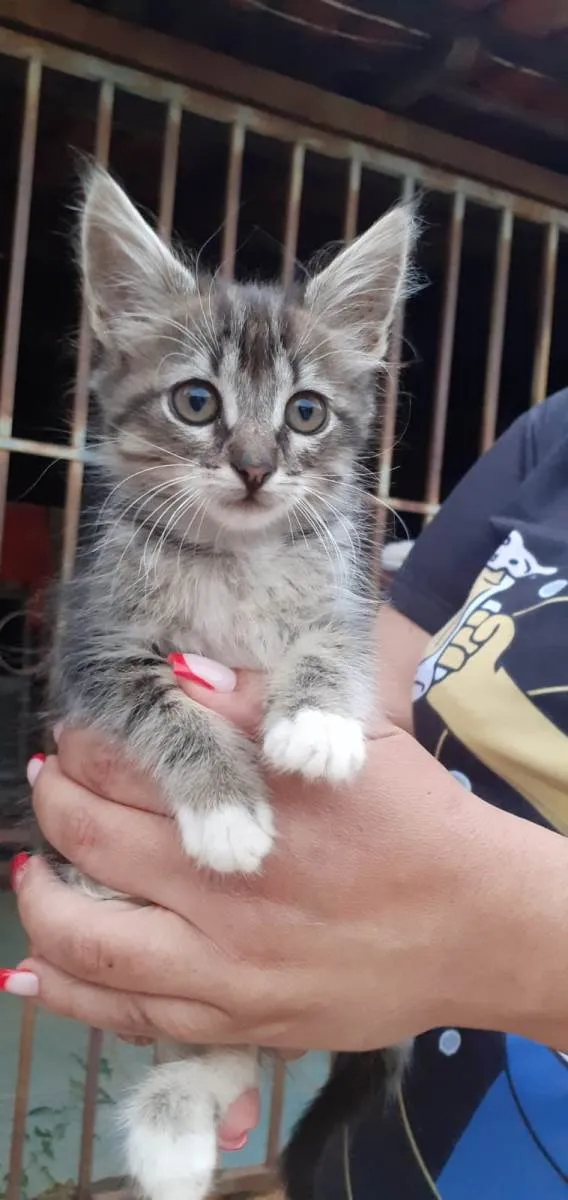 Gato raça Gatinho idade 2 a 6 meses nome Gatinhos