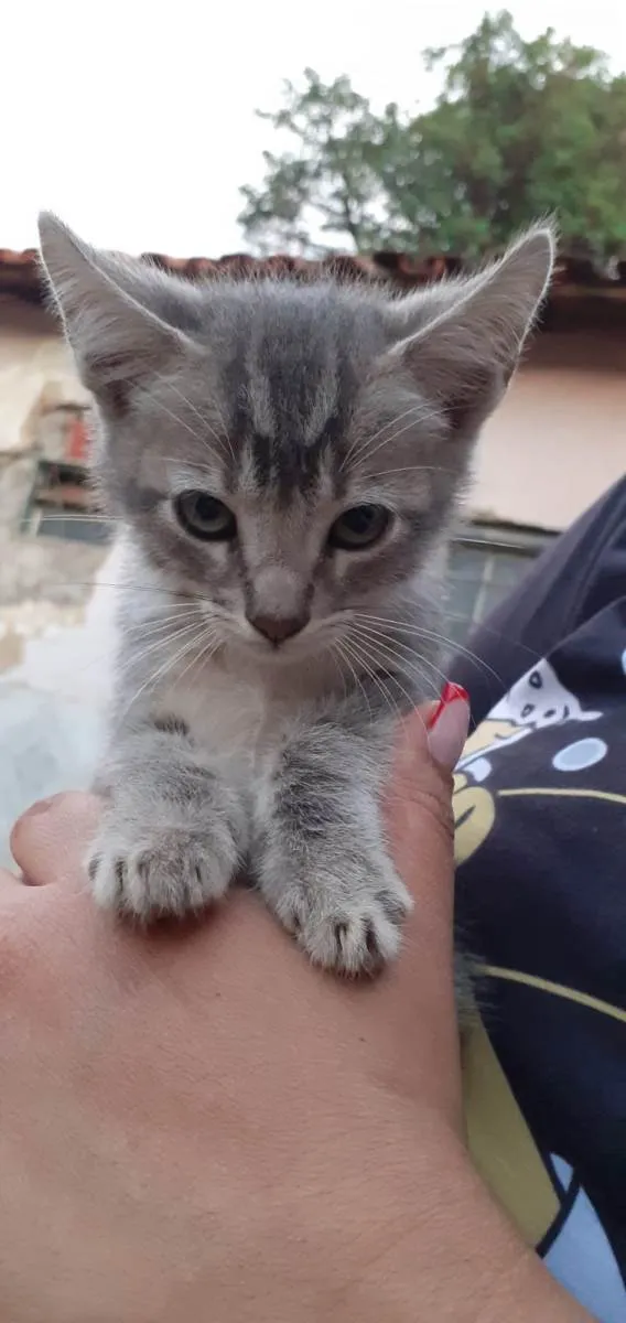 Gato raça Gatinho idade 2 a 6 meses nome Gatinhos