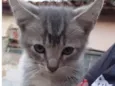 Gatinhos