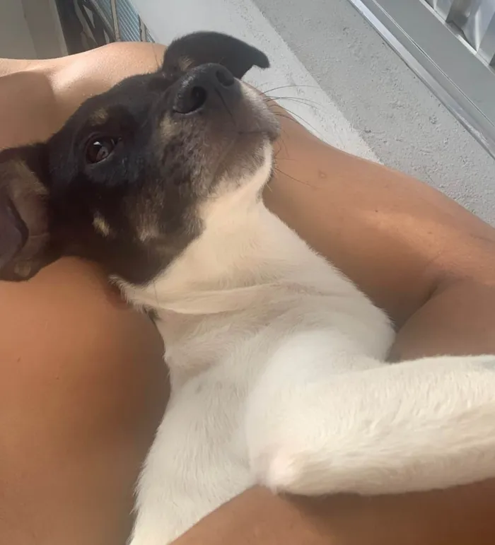 Cachorro ra a  idade 7 a 11 meses nome Skol