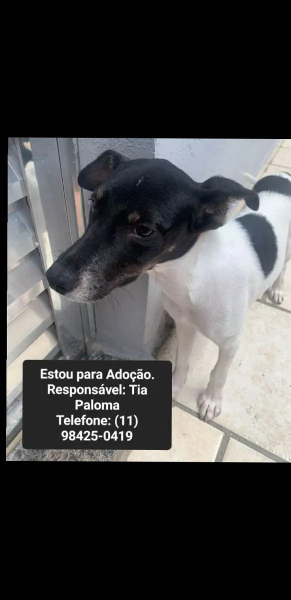 Cachorro ra a  idade 7 a 11 meses nome Skol