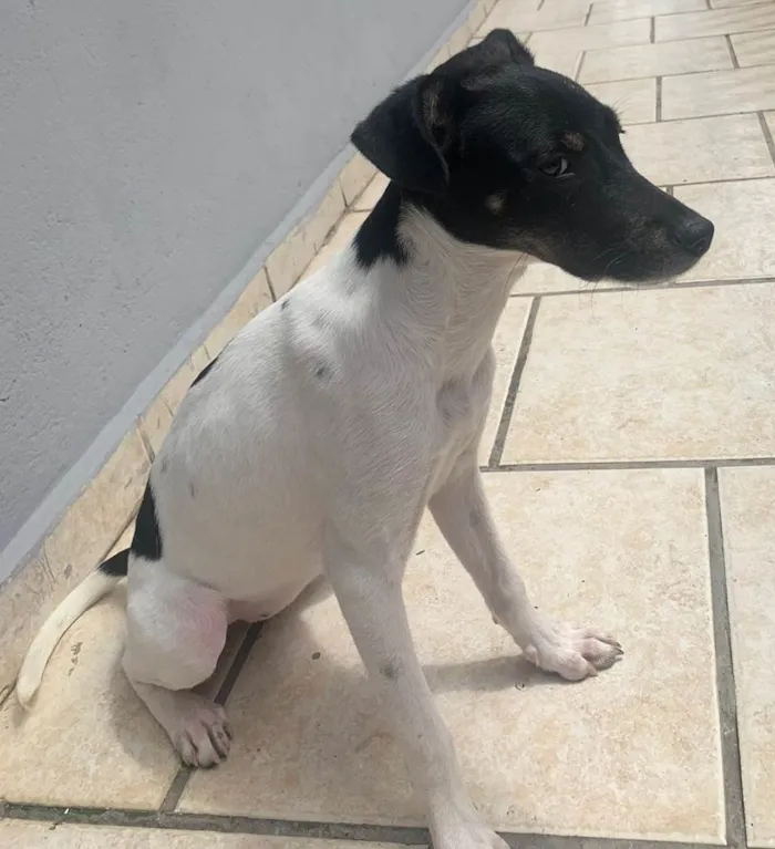 Cachorro ra a  idade 7 a 11 meses nome Skol