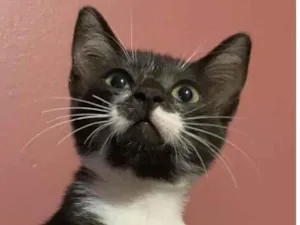 Gato raça Srd idade 2 a 6 meses nome Rodolfo