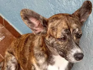 Cachorro raça SRD idade 1 ano nome Maya