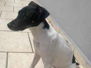 Cachorro raça  idade 7 a 11 meses nome Skol