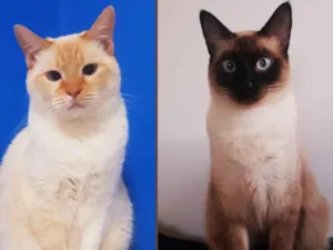 Gato raça Indefinido idade 5 anos nome Tom e Neve