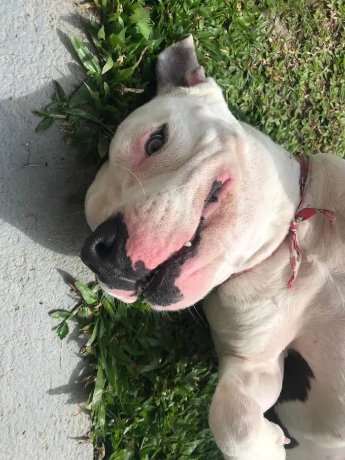 Cachorro ra a American Staffordshire idade 1 ano nome Revoada