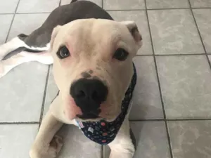 Cachorro raça American Staffordshire idade 1 ano nome Revoada