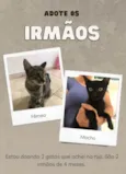 Gato