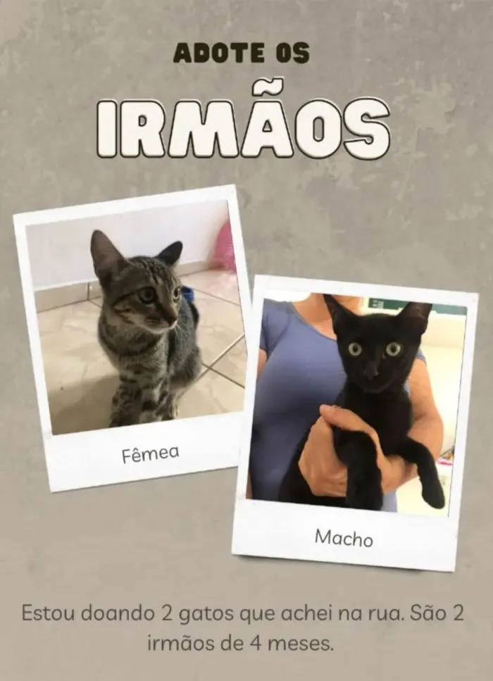 Gato ra a  idade 2 a 6 meses nome Gato