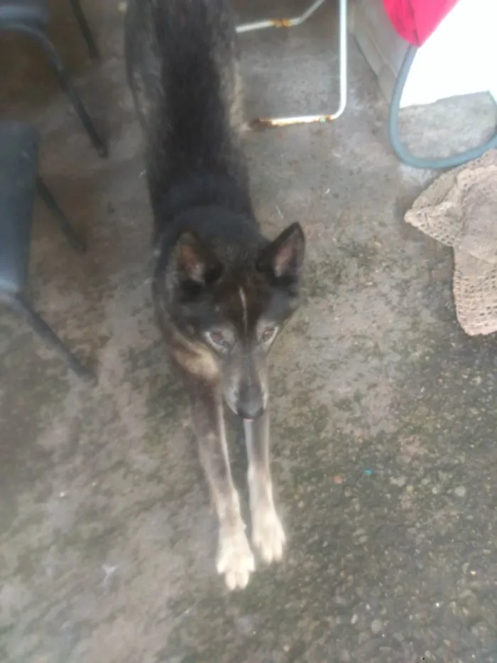 Cachorro ra a Rusky siberiano idade 2 anos nome Yohan