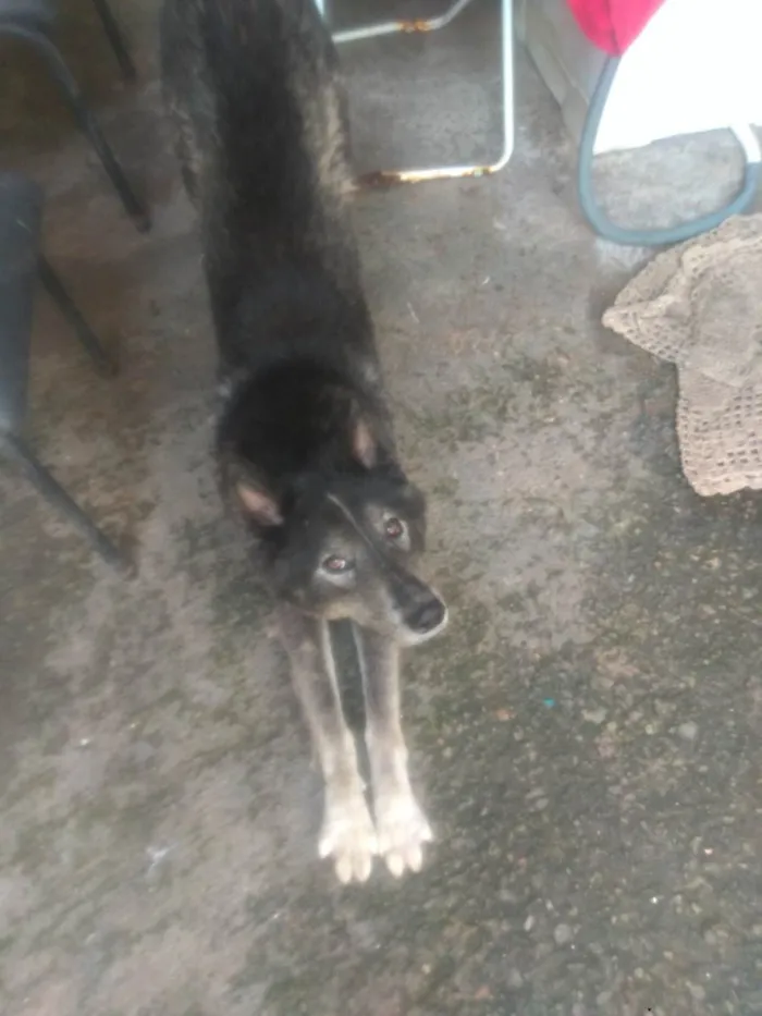 Cachorro ra a Rusky siberiano idade 2 anos nome Yohan