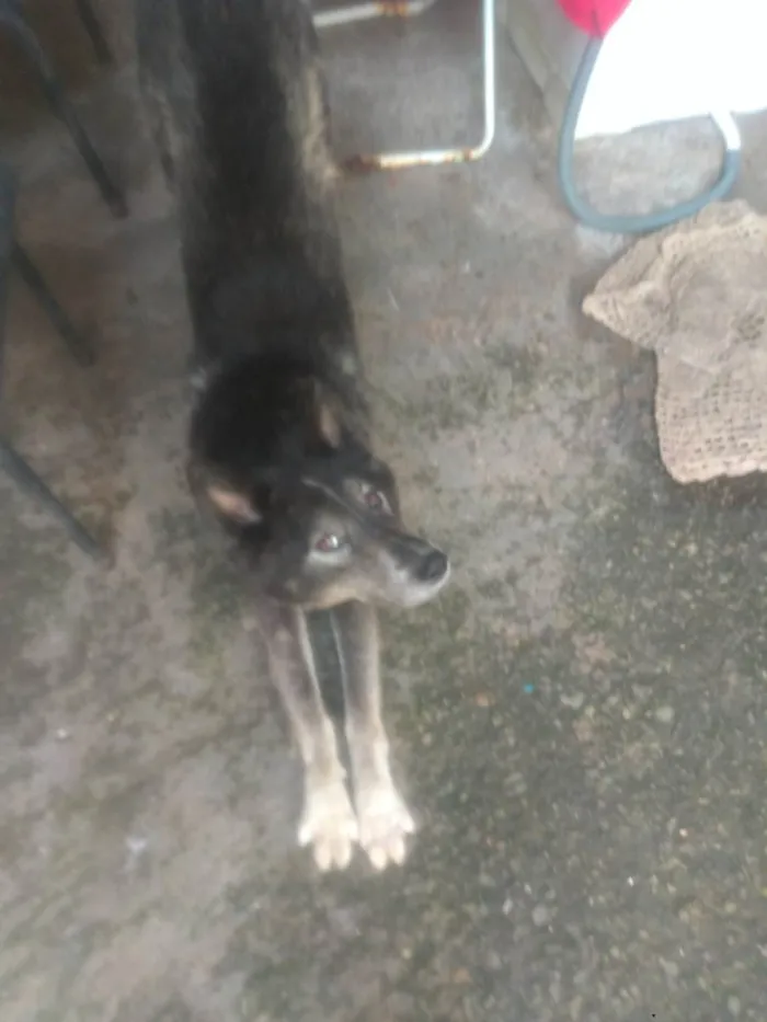 Cachorro ra a Rusky siberiano idade 2 anos nome Yohan