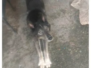 Cachorro raça Rusky siberiano idade 2 anos nome Yohan