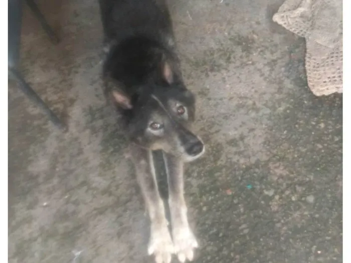 Cachorro ra a Rusky siberiano idade 2 anos nome Yohan