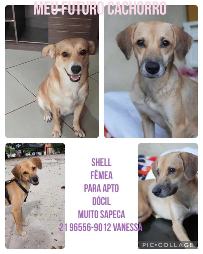 Cachorro ra a Sem definiçao idade 6 ou mais anos nome Zé 