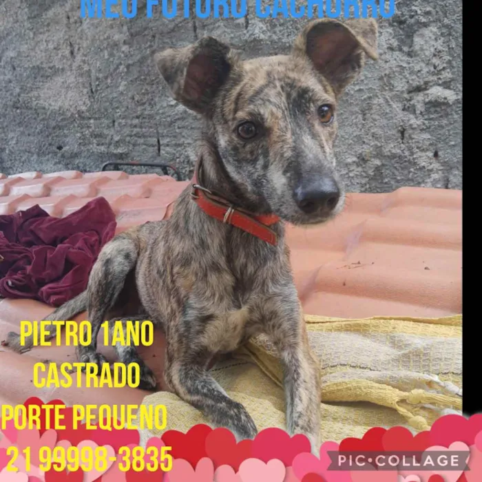 Cachorro ra a Sem definiçao idade 6 ou mais anos nome Zé 