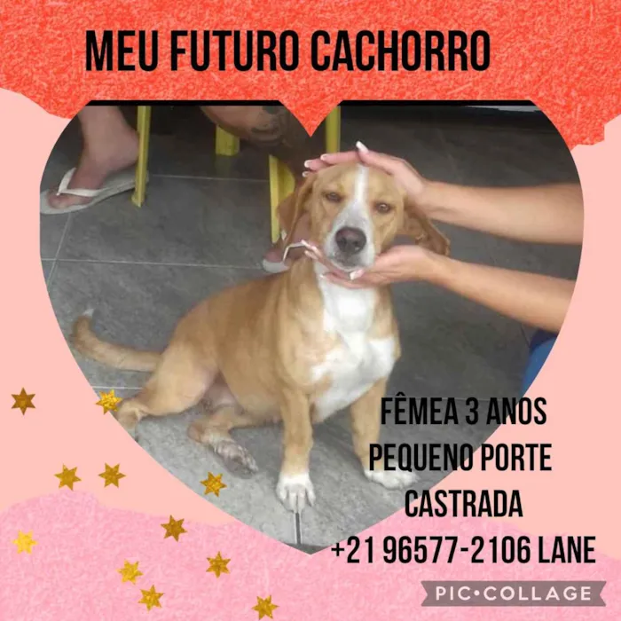Cachorro ra a Sem definiçao idade 6 ou mais anos nome Zé 