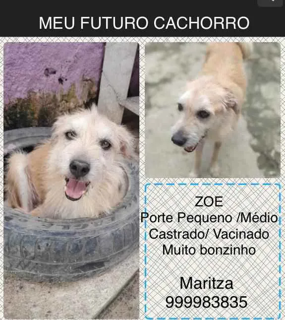 Cachorro ra a Sem definiçao idade 6 ou mais anos nome Zé 