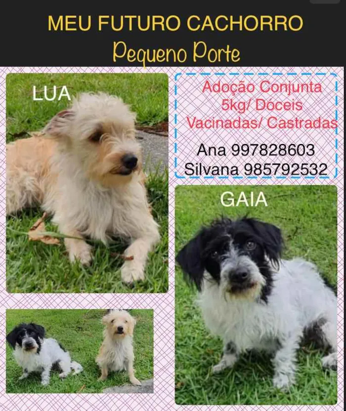 Cachorro ra a Sem definiçao idade 6 ou mais anos nome Zé 