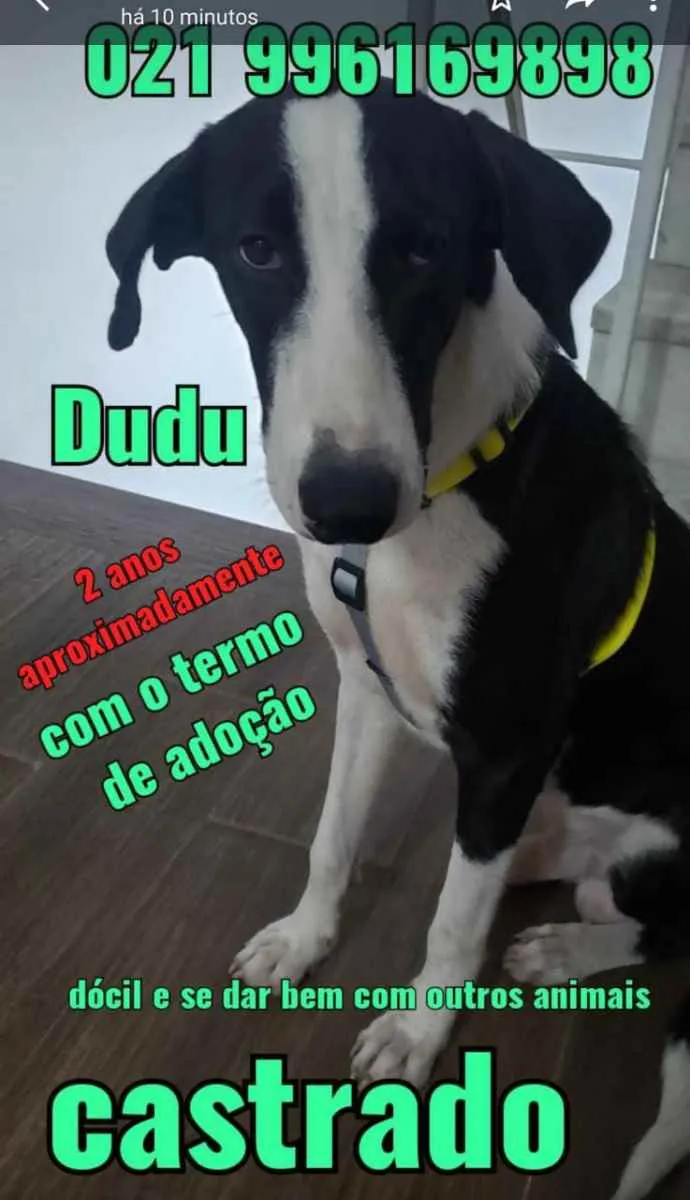 Cachorro ra a Sem definiçao idade 6 ou mais anos nome Zé 